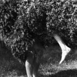 Arbre
