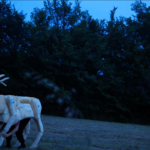 credits penelope martin